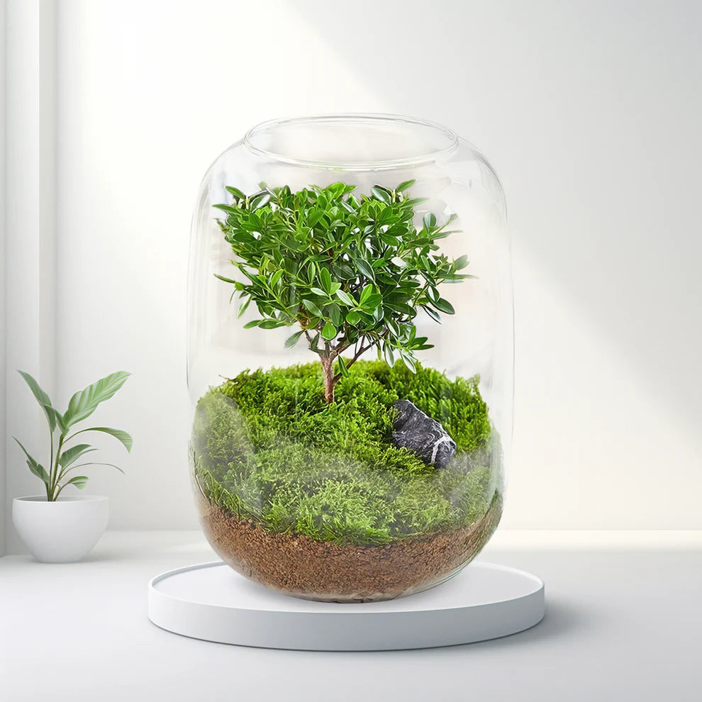 GreenZehn™ First Stillness